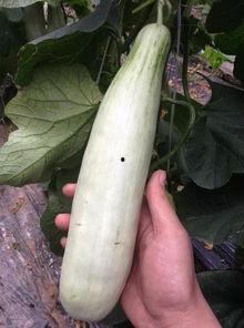 哪个网红连麦吃瓜是真的,是炒作还是真实事件? 第2张 哪个网红连麦吃瓜是真的,是炒作还是真实事件? 第2张